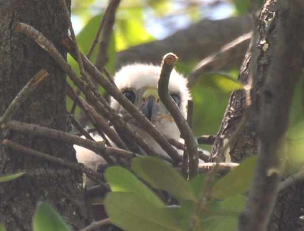Still Peeping